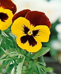  Viola x w. Joker Red & Gold  - едроцветна теменужка (189)